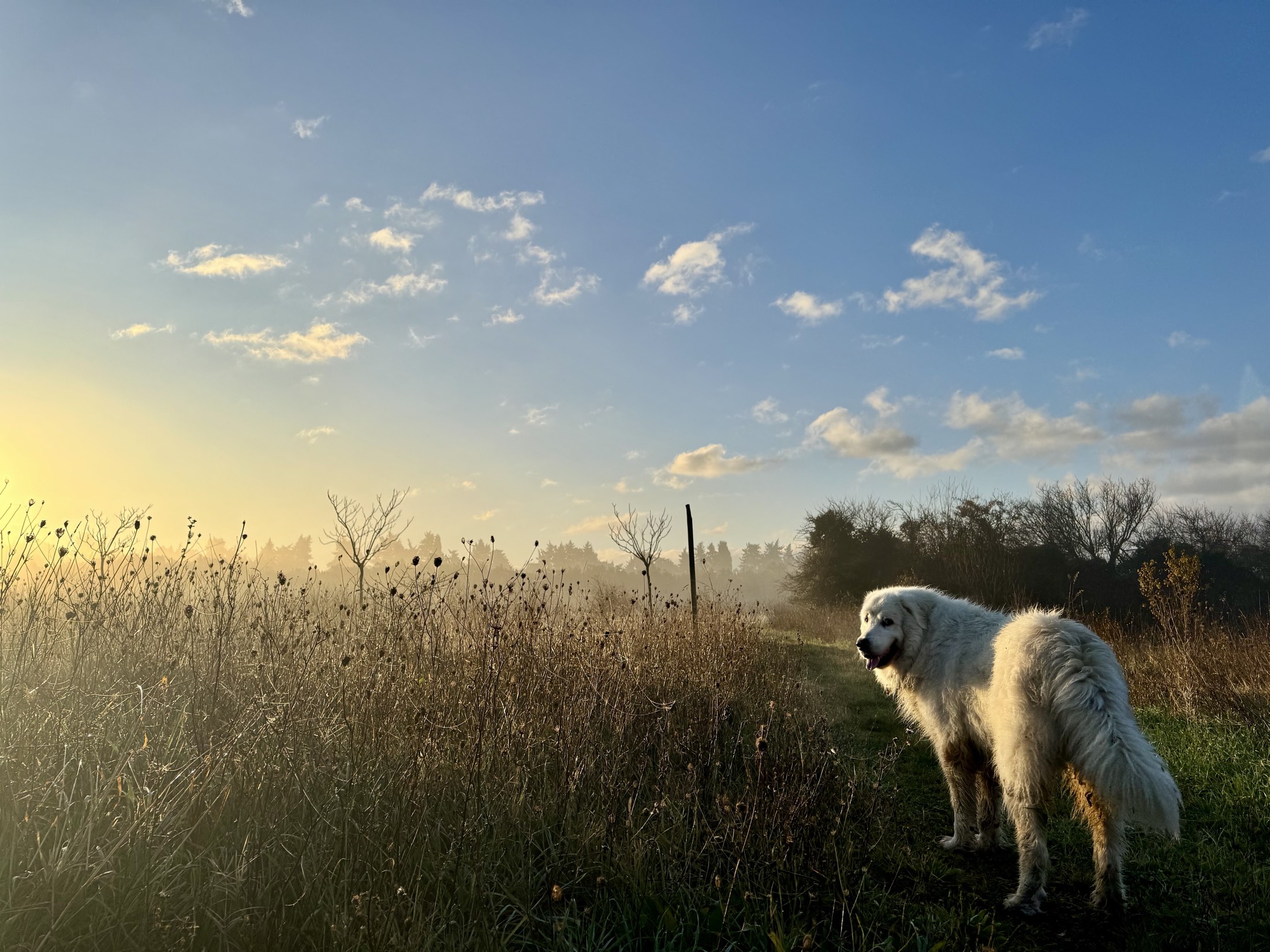 The farm dog in the field at sunrise