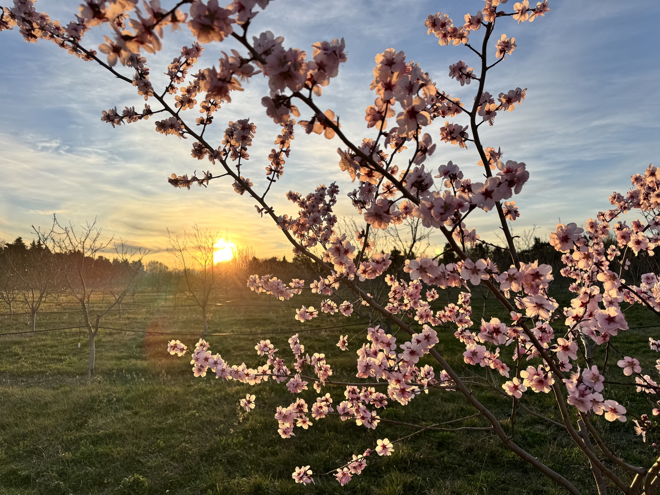 Almond blossom at golden hour, the orchard soft behind